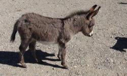 I have a 5 month old miniature jack donkey for sale.  He is standard grey with the cross on his back.  Some what halter broke, feet trimmed, dewormed, and loves attention!!   We hate to see him go, but we already have a Jack.  He must go to a good home
