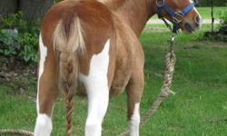 sorrel and white tobiano miniature filly, 1 1/2 yrs old, 2 in the spring, she ties and is  halter broke, trailers, clips, baths, de worming, vaccinations, and farrier work all done on a regular schedule, very friendly and easy to catch, she teathers out