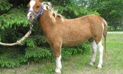 1.5 yr old miniature filly, sorrel and white tobinano, leads, trailers, ties, clips, baths,and good for the farrier, up to date on vaccinations, farrier work and deworming, easy to catch, good feet, and teeth, would make a great 4-H project, companion, or