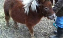 Victoria is a 30 -31" 3 yr old filly appy cross.  Due to her smaller size she would be considered a Section A miniature horse. Mother and Father were both  AMHA registered.   She is halter broken but needs more handling. She is very friendly and loves