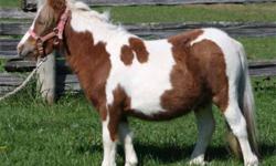 "Nateldos Chippits" Miniature Pinto Filly. Born May 30,2010.
"Chip" is a cute little mare that is halter broke now and ready for further training.