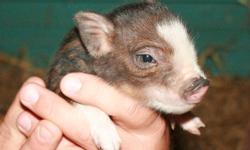 We have a litter of Miniature Pot-Belly Pigs! Mom is cute, plump, white with black spots, 16 inches tall at three years old and loves attention! Dad is handsome, fat, blue eyed boy who is around 17 inches tall who is quiet and loves scratches on the