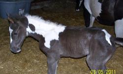 Fancy Footworkin Ranch is the only breeder in Canada of Missouri Fox Trotter's. I have 1 weanling, 2 yearling's and 3 older mare's for sale.
Merlin is a colt born May 2011, Black/white with a blaze and will be 15 hands tall when finished growing.
