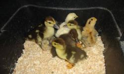 If theres any interest for standard size, mixed breed chicks I can start incubating right now. I have two roosters with the hens, a Light Brahma and a Cuckoo Maran. Both very large, gentle boys who will produce all different colors of chicks.
 
Hens are a