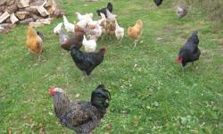 We are drastically reducing the number of laying hens we are keeping and the roosters have to go with them. Included are a buff orpington rooster and hen, an americauna hen and americauna/barred rock mix rooster and 3 black jersey giant roosters. 
 
HENS: