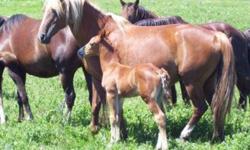 Two weanling Morgan colts available ? one is eligible for full registration (Pic 1) selling for $500 and the other is part-bred (Pic 2) selling for $400.
We also have two registered yearling Morgan colts (Pic 3) that finish about 15HH.  Priced @ $500