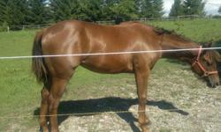 I have for sale a beautiful Morgan/QH chestnut filly, she will be two in July/12.
She has great movement and is very intelligent she will excel in any prospect. Willing to please and is eager to learn. She will mature around the 15hh mark.
Her sire was