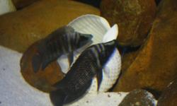 I have a Congo Black Calvus breeding group for sale( one 3" male and two females, 2.75" and 2.5"). These fish grow up to 6", males being 6" and females being 5". They come with two large breeding shells. $125 is the set price. These guys are rare to see