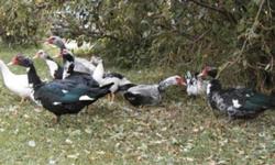Muscovy ducks. Spring 2011 hatches. Assorted colors. Males and females.
$12.50 each.