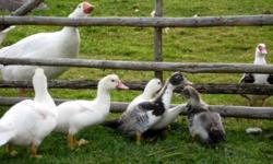Nice young muscovy ducks for sale. Located in Flatrock. Please call 437-5021.