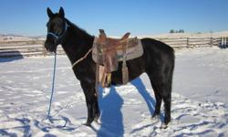 10yrs old, beautiful black mare Quarter Horse mare. 15hh. not registered but purebred.
?Lulu? is a great horse for any kind of outdoors activity. She has been used for hunting,packing, chasing cattle, trail riding and much more.  Owned by the family since