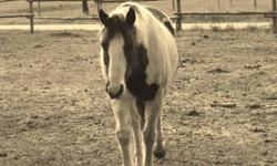 He is a 17 year old QH Paint.He is totally Bomb proof,Loves to spend time with people, Anyone can ride. He has Lots of life still in him and he likes to use it,, He is the best on trails and not afraid of traffic. He also has a beautiful prance that just