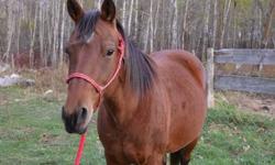 I am selling a 4 year old QH mare, she is very well bred and put together. She is approximately 14.3hh. I think she would make an awesome rodeo horse for whatever you wanted. She is very level headed. I need to get rid of some horses at my place I just