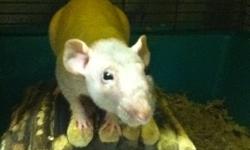 I have a male naked rat named Peanuts - I have to rehome all of my rats due to my mom was recently disgnosed with Cronic Lung Disease.
 
He comes with everything! - Asking: $40.00
 
Located in Bradford, Ontario
Will need to be picked up, can arrange a
