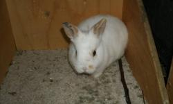 One netherland dwarf cross baby rabbit, female ready for a home of her own.
She is very sweet and kind. She's been raised by a holland lop as her mommy was less than stellar at being a mommy. :) She's a rescue rabbit so I can't tell you what her dad