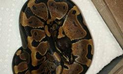 I have a female baby ball python ready to go. She is one of 4 but the only one eating well enough to be let go. Others will be posted as they become established. All of them have granite markings some much more than others. So this may be genetic as the