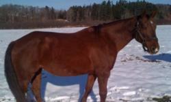 Scarlett is a nine year old quarter horse/ NFLD pony. She 14.1 and is very calm and gentle. She is very lazy but safe and great with the farrier. I rode her western but was told she goes English as well, she's not a fast horse but listens great. Would be