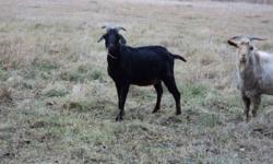 For Sale: Nubian Billy Goat
Please Contact (306)468-2921 Canwood Area
