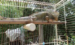 One 3 year old iguana female  for sale. She is between 3foot to 31/2 foot long she is very friendly. We just don't have the time to spend with her  anymore.There is a cage comes with her it not the one in the picture.