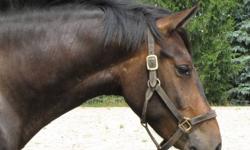 Milo is a 3/4 tb 1/4 belgian cross gelding.  He is 3 yrs old, stands 16.1 and is bay with very small coronet socks.  He is not yet started under saddle, but has all the groundwork done-lunging wearing tack and bridle.
  He has the kindest temperament