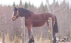 3 yr old  filly Paint/Clyde cross. 14 hands, has been handled daily but has not been trained for saddle or harness , very easy and willing , good with her feet and in the barn and with others, will train very easy,should mature to 15 hands   902 686 3709