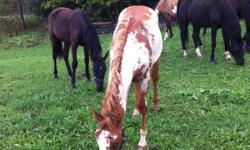 2 year old red and white overo paint colt
Small will mature no bigger than 14.1 most likely
Extremely friendly and well behaved
Has been ridden several times with no problems
Lunges and good for farrier. Loads perfect and ties to trailer. Has been shown.