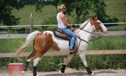 Denny is a quiet 15hh paint quarter horse, green broke W/T/C western or english. hacks alone or with others. please contact for more information.