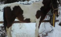 Legend is about 1 Â½ years old. He is a quiet and curious horse. He is Gelded and almost ready to be ridden. Just needs some growing up. He is easy to teach and loves new things. Not aggressive at all. I only had a Ferrier with him once and he did