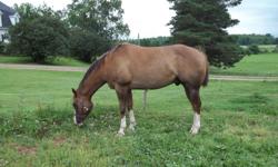 Sonny is a paint/quarter gelding eight year old horse who has base training in western, but needs more ground work done with him.  He has great potential as a barrel or penning horse.  He loves attention which is something I cannot give as much as he