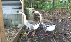 Male/Female pair chinese geese for sale. Pasture raised, 5 months old. $50 for both.