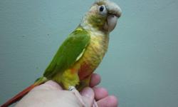 adult pair of green cheek conures $380 call 694 6049
female pineapple
male green cheek
both split for blue
dna certificate pair
hand feed pair