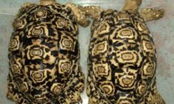 Beautiful pair of CB young adult, leopard tortoises . Approx 11", pampered since hatchlings.
They have been raised in ideal conditions, fed the best diet possible and exposed to natural sunlight. They are very outgoing, enjoy human interaction and are