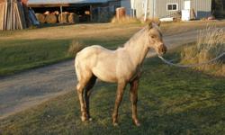 Beautiful palomino Morgan stud colt. Just weaned and halter broke. Out of Krila's Royal Lupine and Metis Kool Aid Kewe. Call for more information.