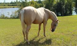 Absolutely beautiful palomino mare, 3 years old, stands 15hh, halter broke, friendly, ridden once as a 2 yr old, baths, ties, needs lots of love and time.
Nothing wrong with this little horse, she is healthy and sound sadly no time for her.
unregistered