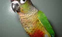 hand feed tame yellow cheek conure parrots $380 each call 694 6049