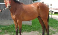 Start riding this winter and have a horse to show in the summer! (if you want)
I have a thoroughbred - never raced, not even trained to race. He does walk, trot, canter. He will make a great all-a-rounder. He goes english.
He is a complete sweetheart,