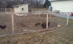 I have in my flock 4 Chantecler Roosters whom I would love to see go to good homes. They are a Winter Hardy Canadian Breed. These Roosters were born around the middle of May this year. Of Fairly good size and color. I am looking for $10-15 a bird.