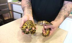 I have two female pastel ball python they are both 5 months old and are in perfect shape. $250.00 ea.  price is firm and no trades. thanks I have one left. call mario 519-979-6700