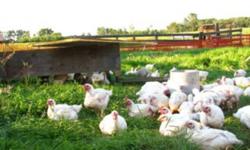 PASTURE-RAISED, ORGANIC-FED WHOLE CHICKENS FOR SALE
Contact Brenda (403)742-9827 or Vance (403)506-8717
VanceandBrenda@gmail.com
We take pride in raising healthy chickens on pasture with free access to organic grains, greens (we find they go for the
