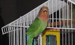 Baby Peach-Faced Lovebird,
7 Weeks Old
Green and blue tail, and dark gray feet, and he is boy.
*Raised by his parents, but don't worry about him being mean. Because he is very healthy, friendly, already hoping around the cage, and starting to learn how to