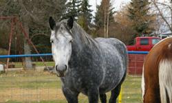 Beautiful Dapple Grey Mare coming 8 yrs  2012. She has being ground driven twice. She is easy to catch and load. She is pure bred No Papers. She has being exposed to our Regristered  black and white tobiano homozygous stud.Call 1 403 309-1753 Can be seen