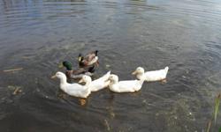 Ducks were kept in pond as pets all year, and are well fed. Asking $10 each.