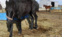 Loretta is a quiet, well-mannered, Percheron filly, who gets along well with our other horses. She is registered, halter broke and ready to start training. She was born on April 15 2010 and stands about 16.1hh.