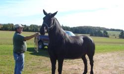 Mike is broke single and double very nice using horse he stands 17 hands call 902-838-3248 for more info.
