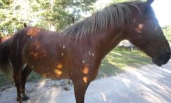 7 YEAR OLD MARE,
 "Stardust" percheron/quarter horse green broke, gentle very friendly
 
8 YEAR OLD GELDING
"Cassidy",  percheron/cross green broke, gentle friendly. 
 
have to many horses and no time for them... must sell .....open to offers.
Call Lyle