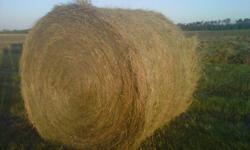 2011 1st and 2nd cut hay available - Top Quality
Brome / Alfalfa mix. Lots of Grass and perfect for horses.
1350 lb bales, 5 by 6 hard core bales with a Heston 956.
Tested at 10%-13% moisture.
Bales located in MacDowall, SK
Will also arrange