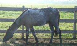 Bella is a 2 yr old Blue Roan that is Roan Prairie breed filly. She is tall and leggy and moves out real smooth. She has 6 rides on her and she is coming along real nice. Has never bucked or offered to since she was started. She is very calm and easy