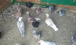 I have several mixed colour of homer pigeons for sale.
Asking $6 each   minimum purchase is 4
Call me at (604) 781-2802