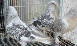 I have pure blood line very good performing and quality turkish and iraqi crack tumbler pigeons for sale most of my birds tumble in a coop call for more info i have young and old 9059734747