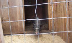 pot belly pigs one male and one female...Black with white markings 2 years old
 $100. for the pair